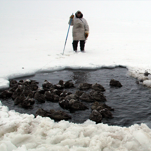 The Arctic Sea Ice Educational Package